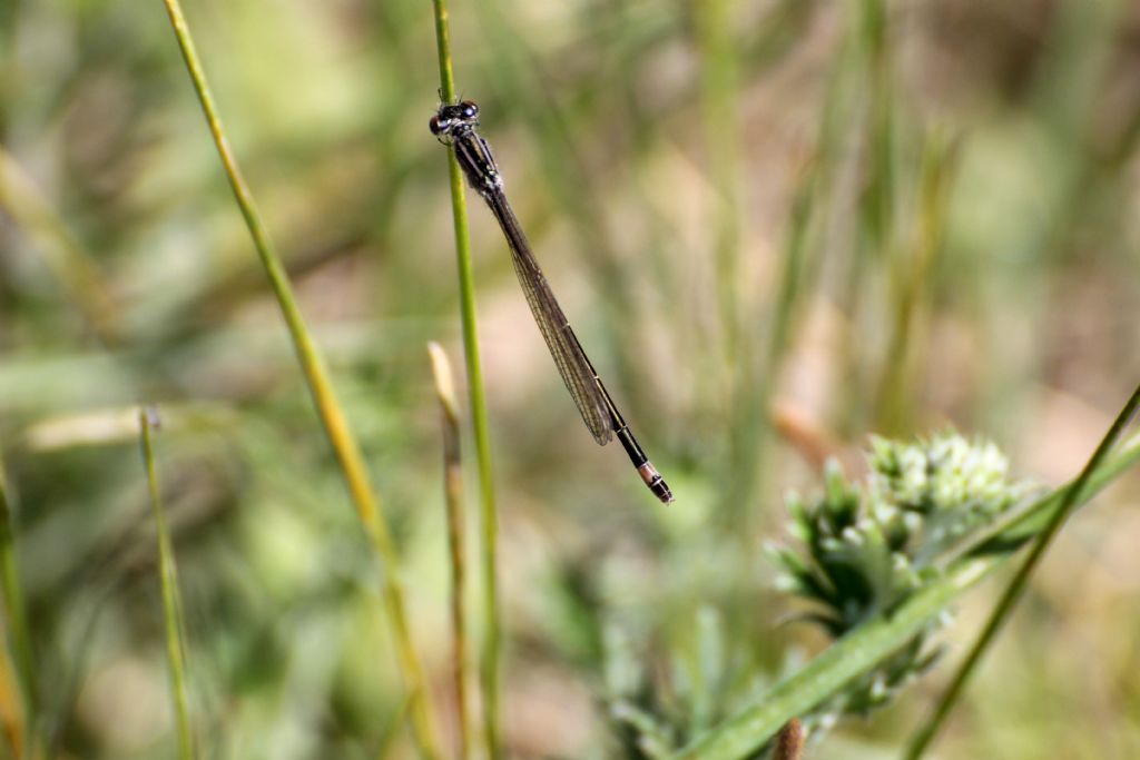 Tutte Ischnura elegans?  S, femmine immature di varie 